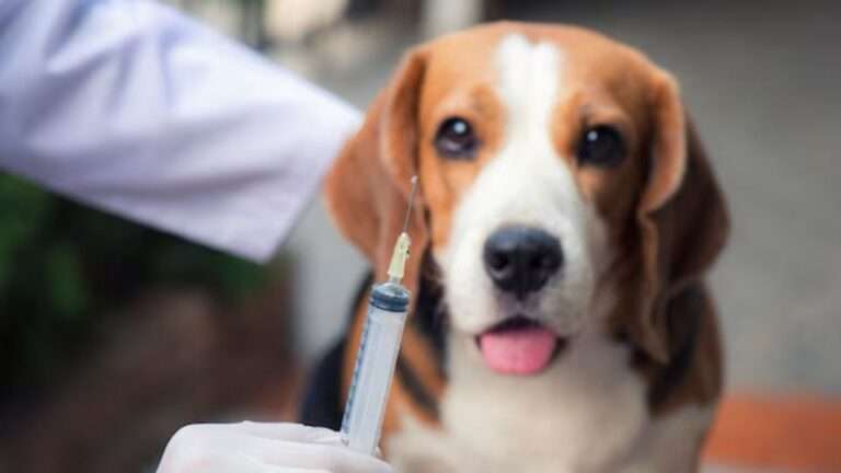 Rabies-Vaccine-What-You-Need-to-Know-Before-and-After-an-Animal-Bite
