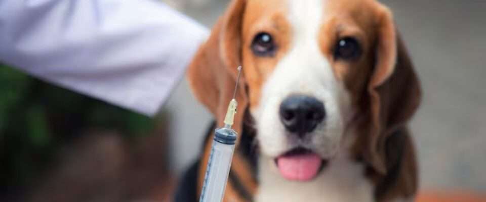 Rabies-Vaccine-What-You-Need-to-Know-Before-and-After-an-Animal-Bite